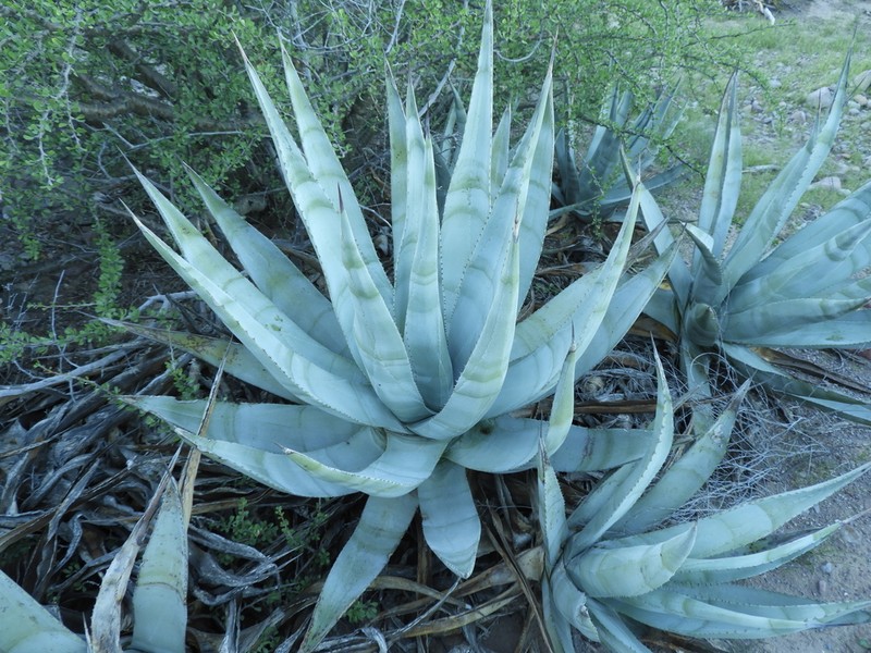Agave cerulata photo 3