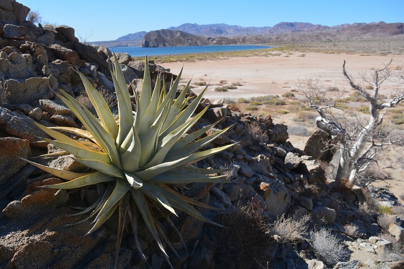 Agave cerulata photo 4