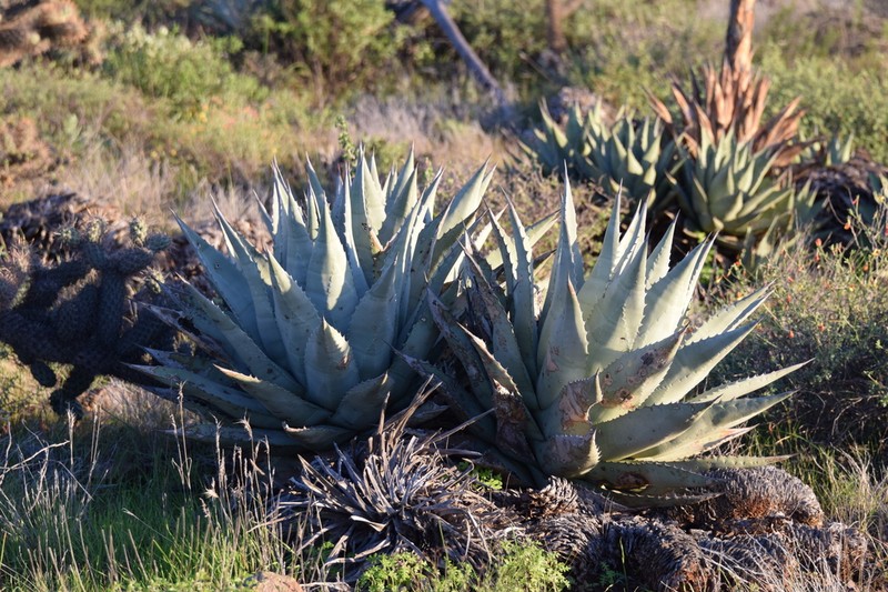 Agave cerulata photo 5
