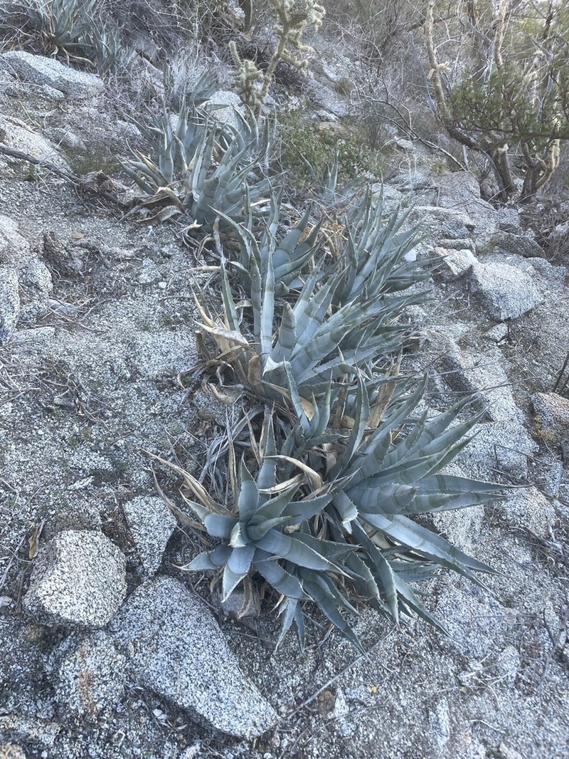 Agave cerulata photo 6