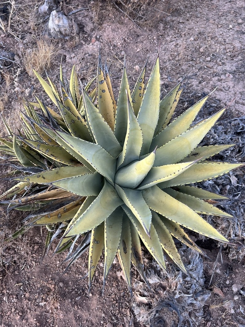 Agave cerulata photo 7