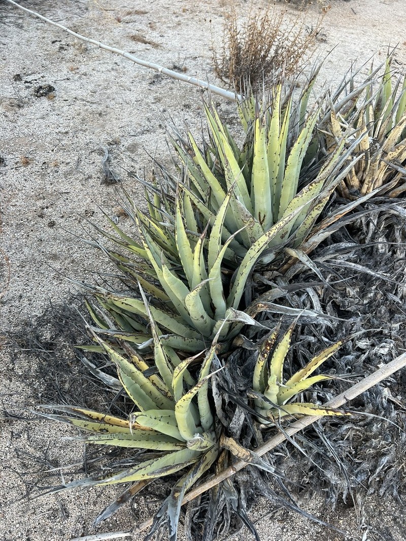 Agave cerulata photo 8