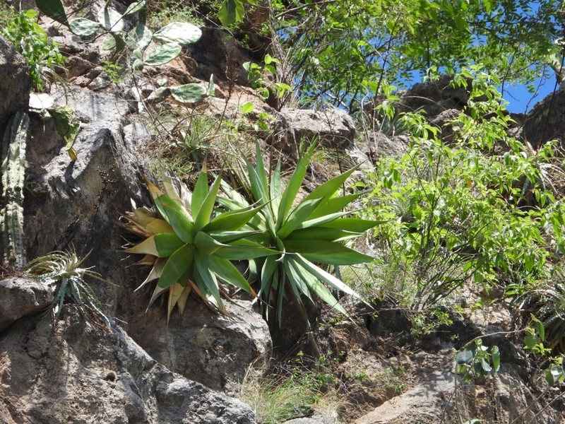 Agave chazaroi