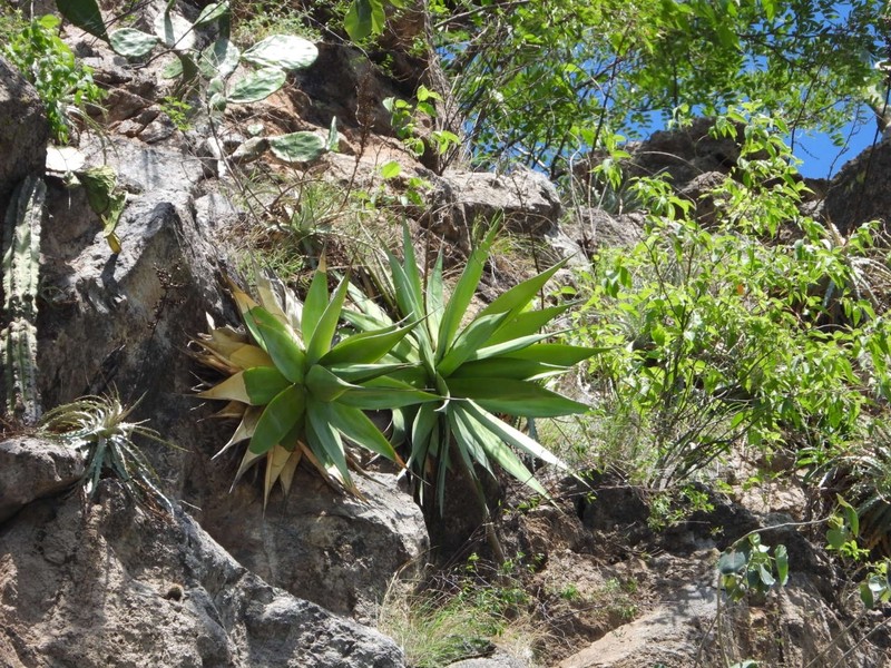 Agave chazaroi photo 2