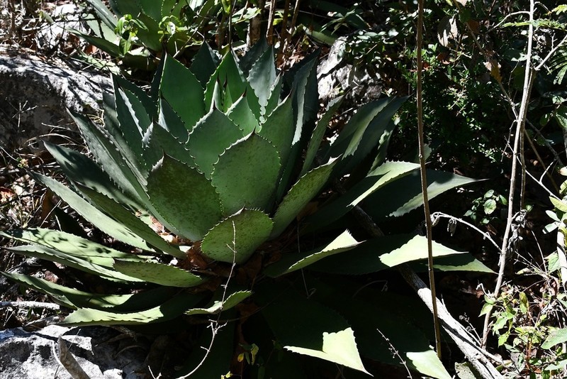 Agave chiapensis photo 2