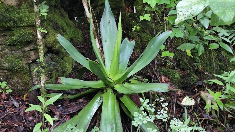 Agave chiapensis photo 3