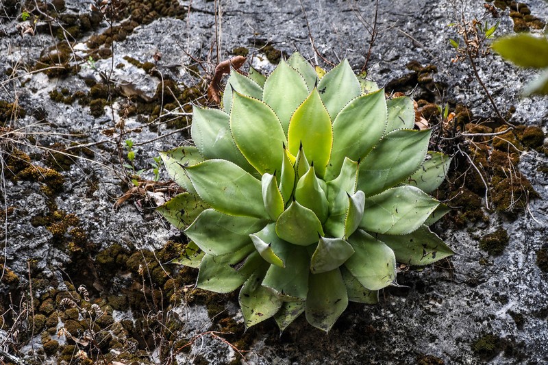Agave chiapensis photo 4