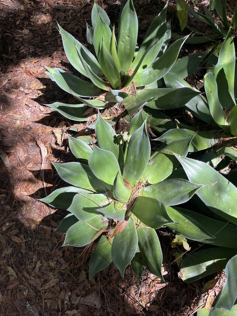 Agave chiapensis photo 5