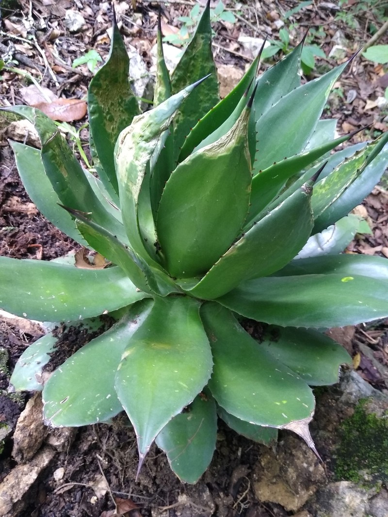 Agave chiapensis photo 6