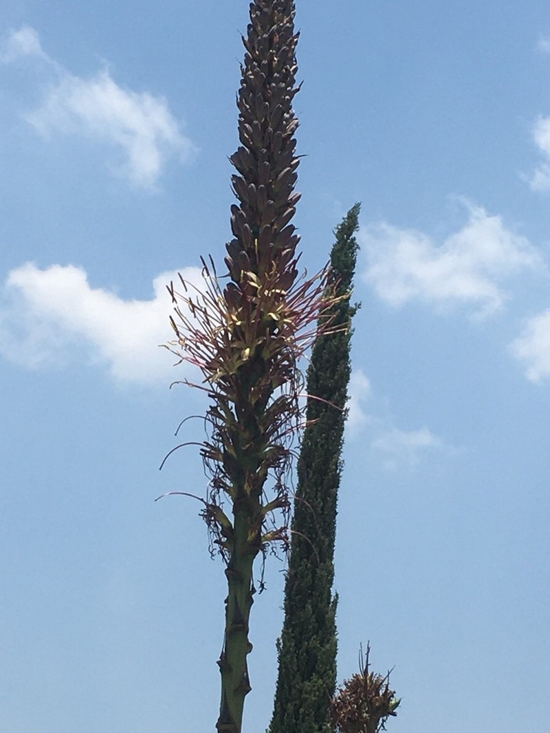 Agave chiapensis photo 7