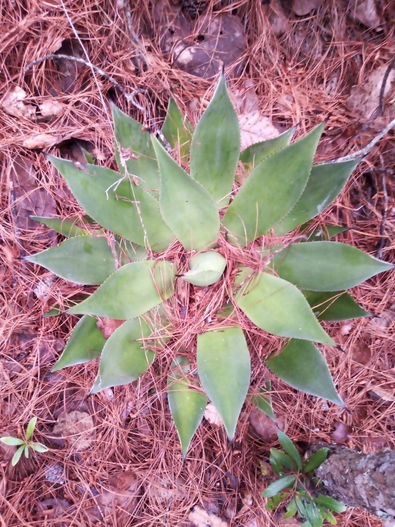 Agave chiapensis photo 8