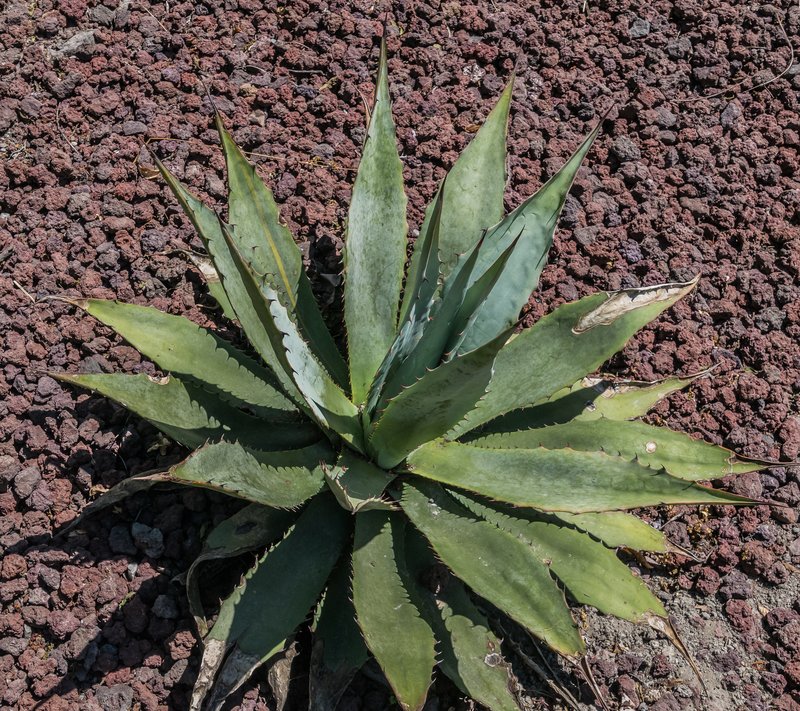 Goldenflower Century Plant photo 2
