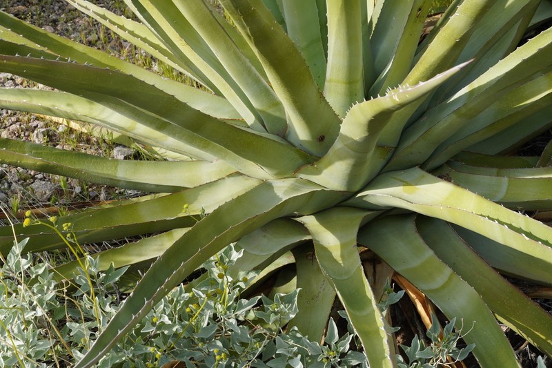 Goldenflower Century Plant photo 3