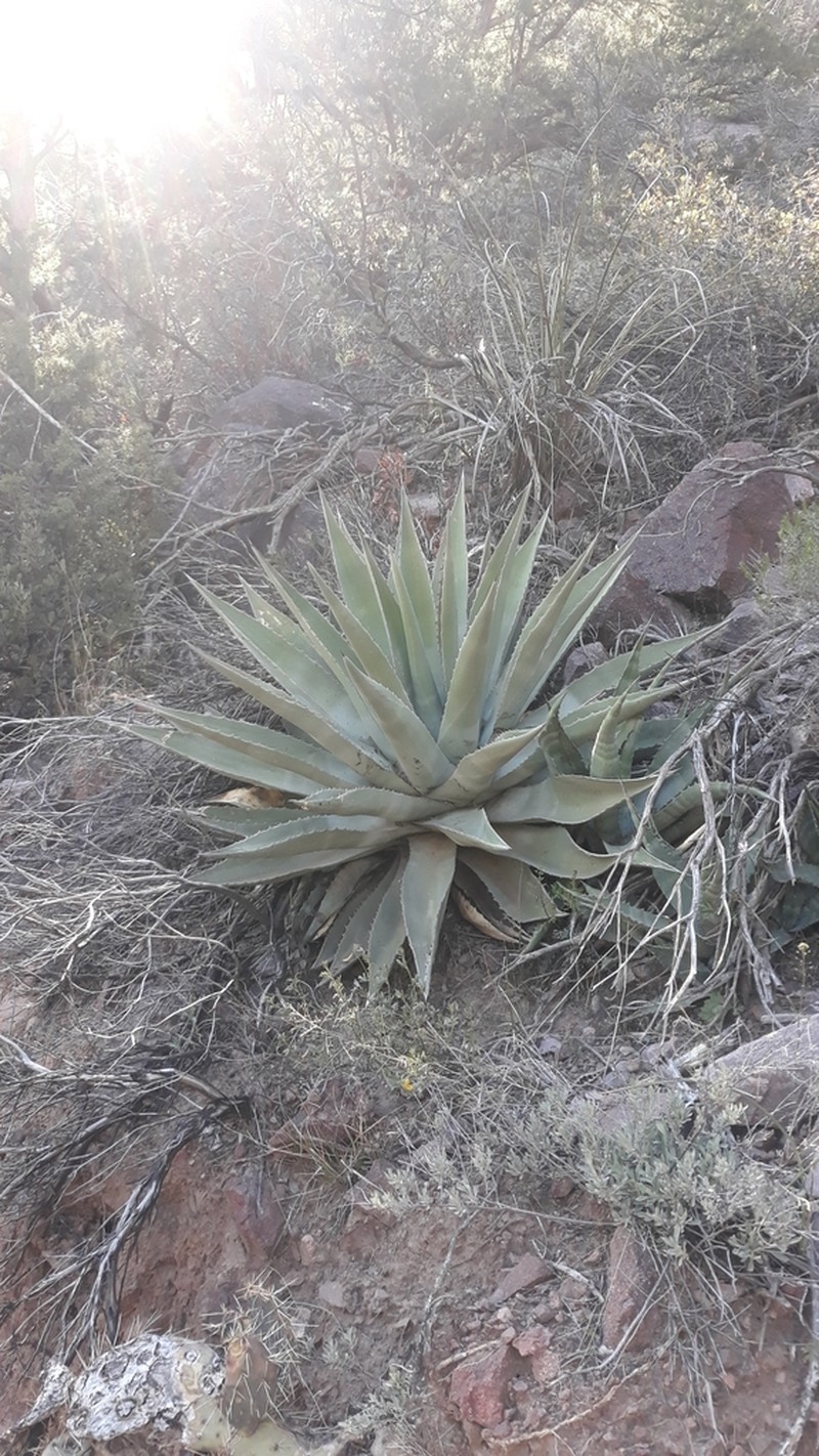 Goldenflower Century Plant photo 5