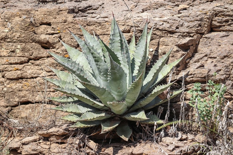 Goldenflower Century Plant photo 7