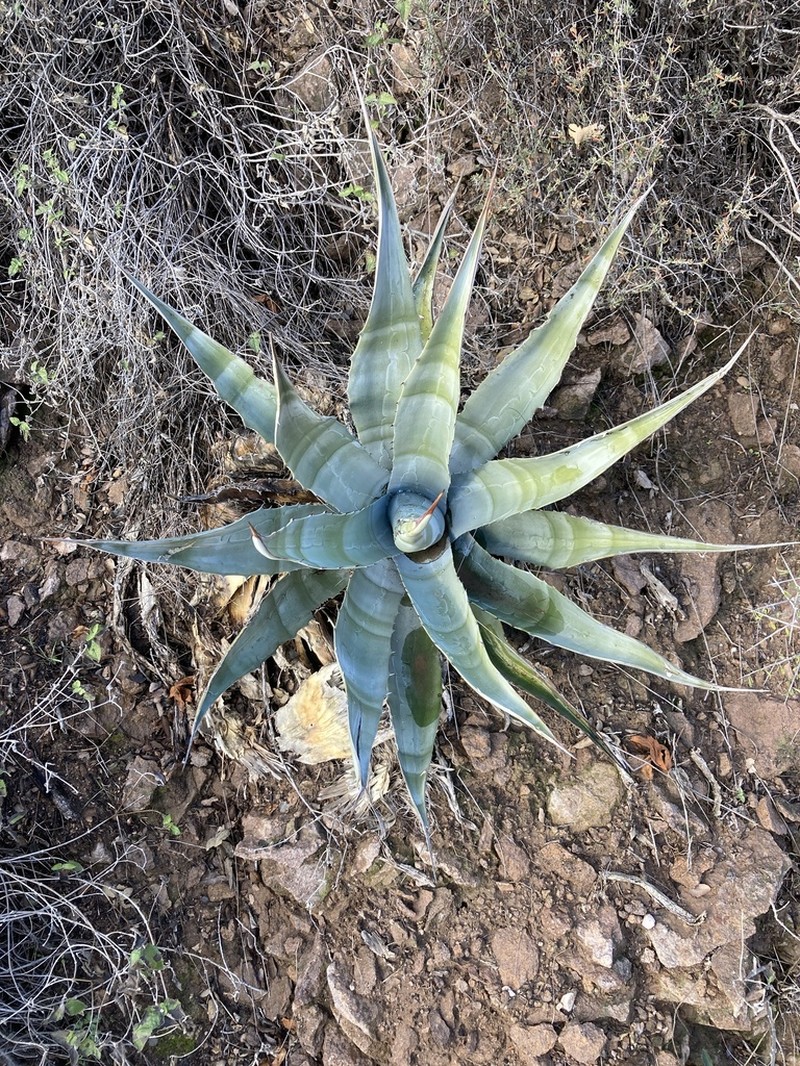 Goldenflower Century Plant photo 8
