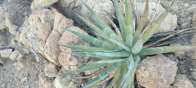 Agave chrysoglossa photo 2