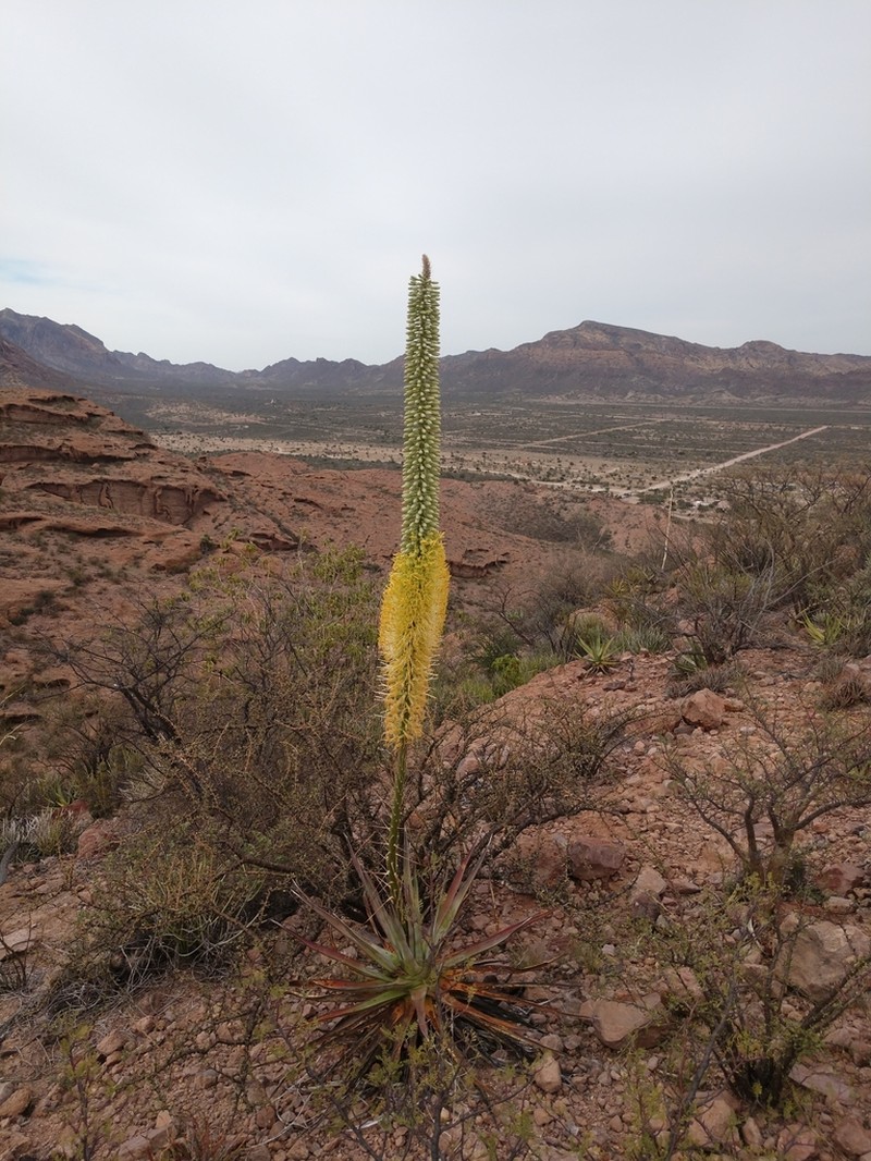 Agave chrysoglossa photo 3