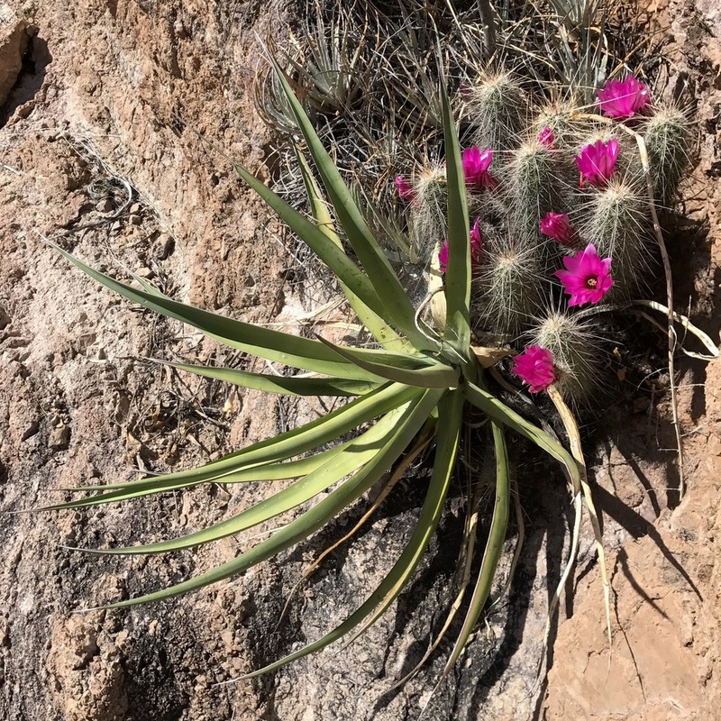 Agave chrysoglossa photo 4