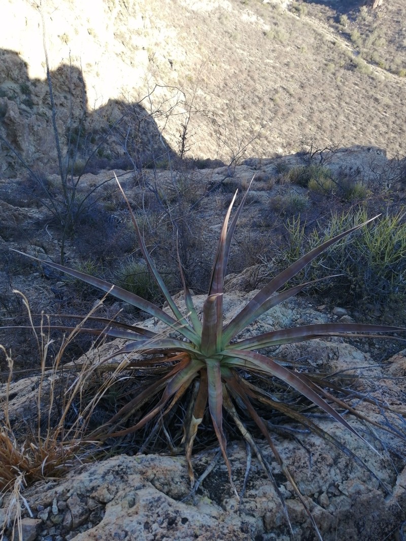 Agave chrysoglossa photo 5