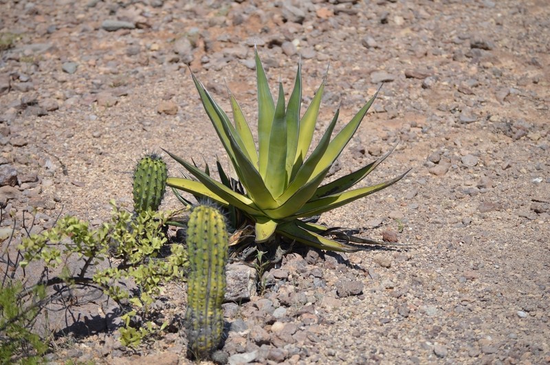 Agave chrysoglossa photo 6