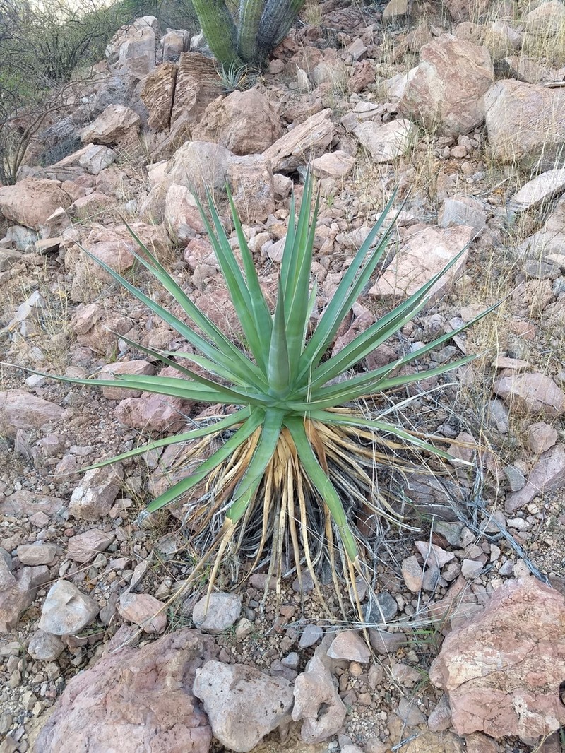 Agave chrysoglossa photo 7