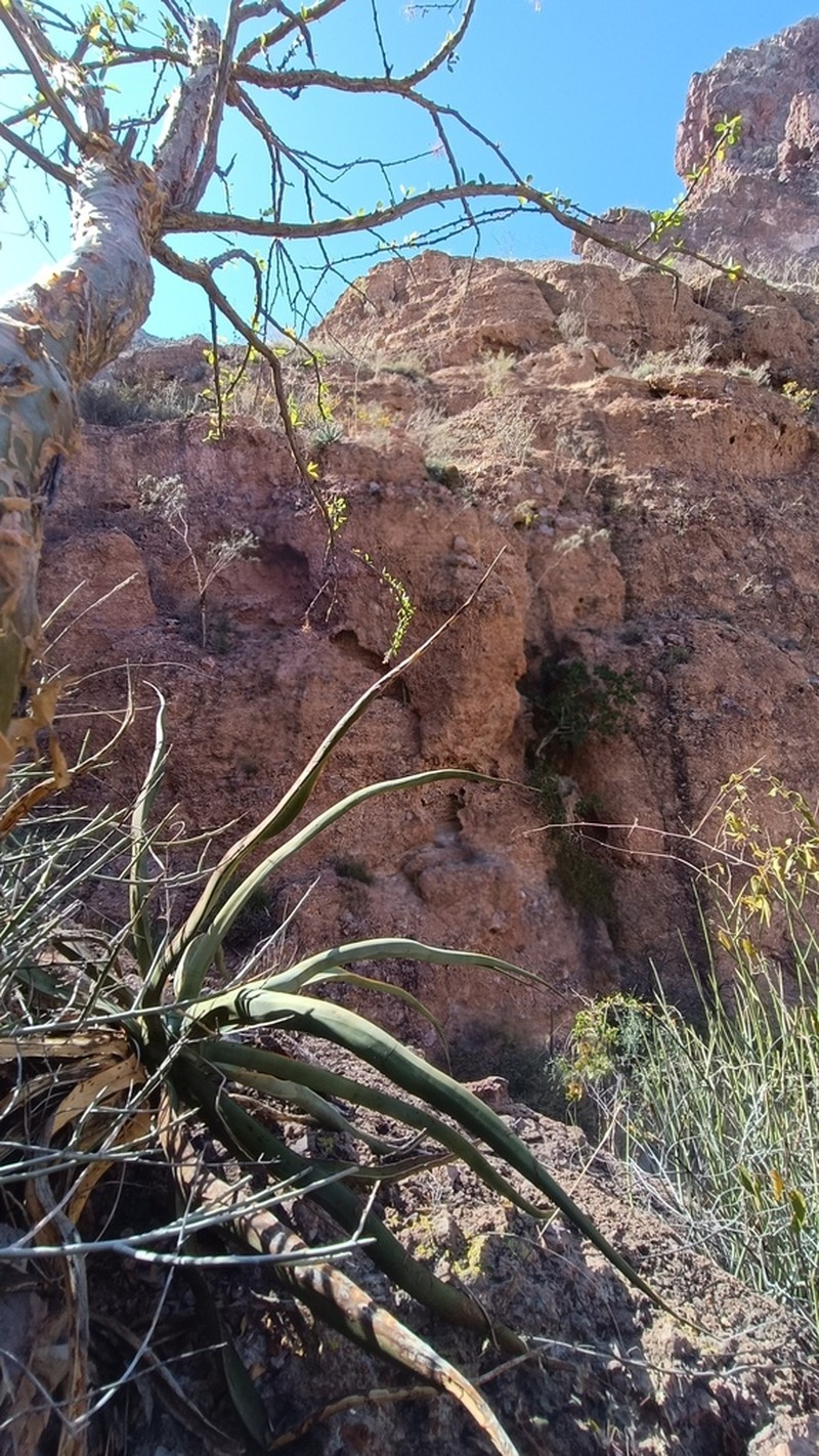 Agave chrysoglossa photo 8