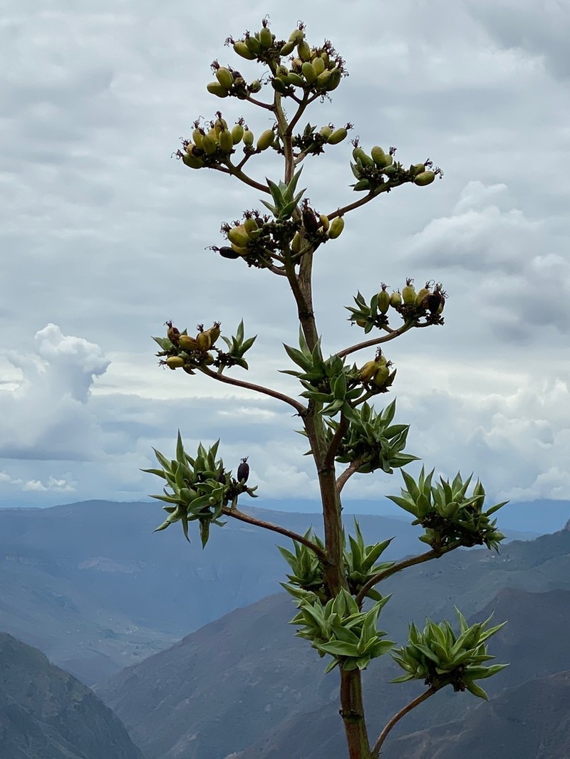 Agave cocui