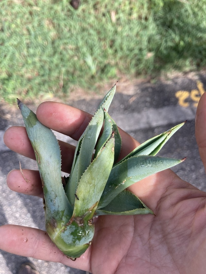 Agave cocui photo 2