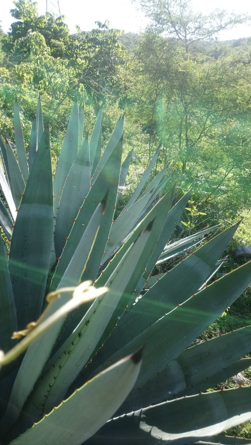 Agave collina
