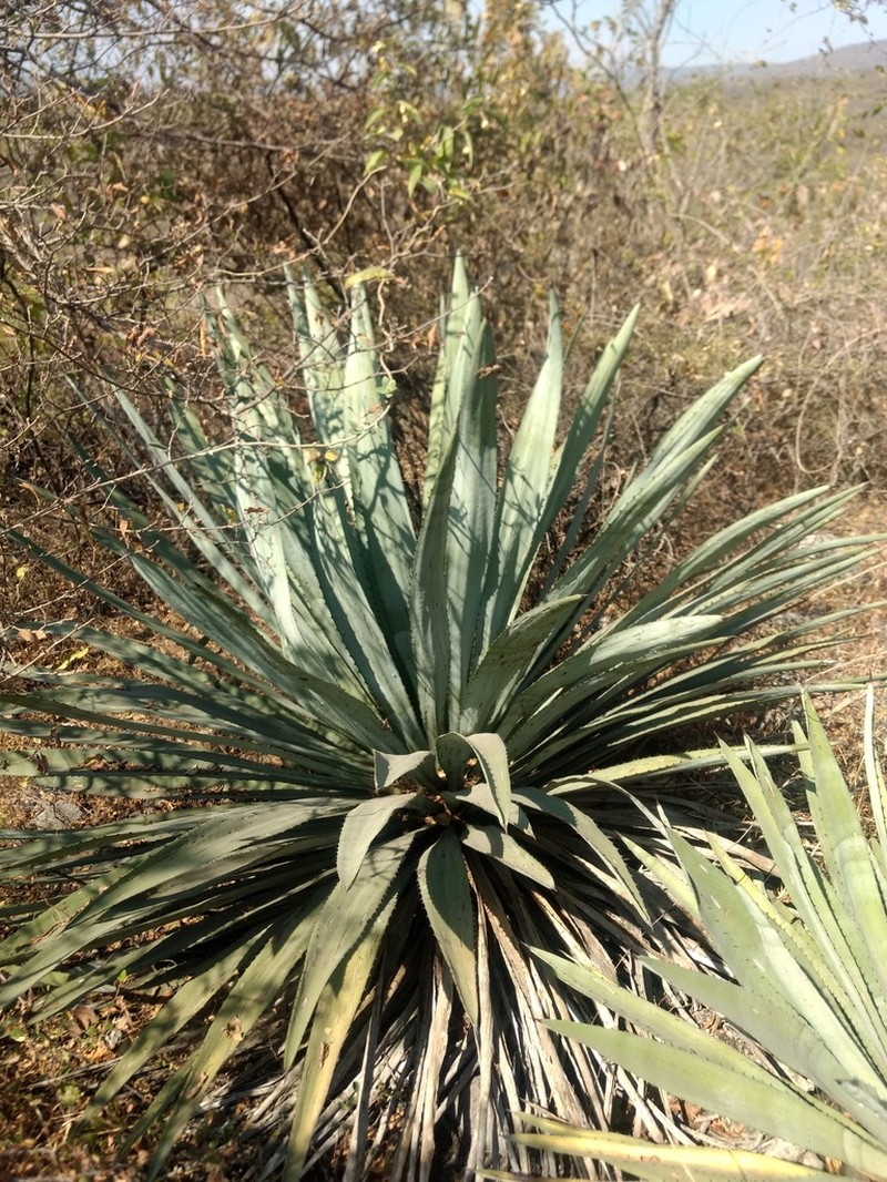 Agave collina photo 2