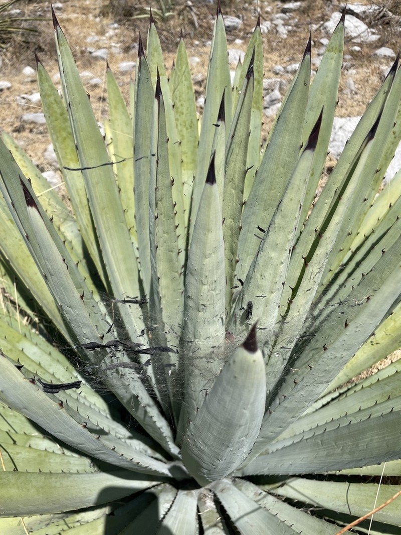 Agave collina photo 3