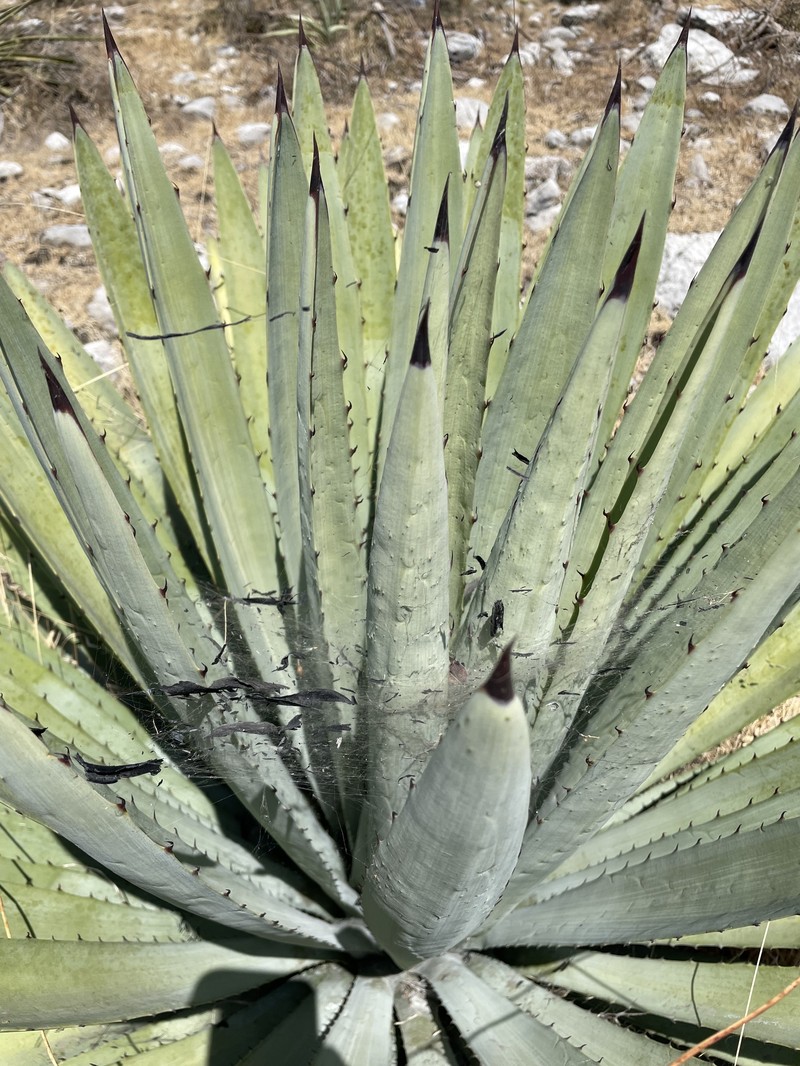 Agave collina photo 4