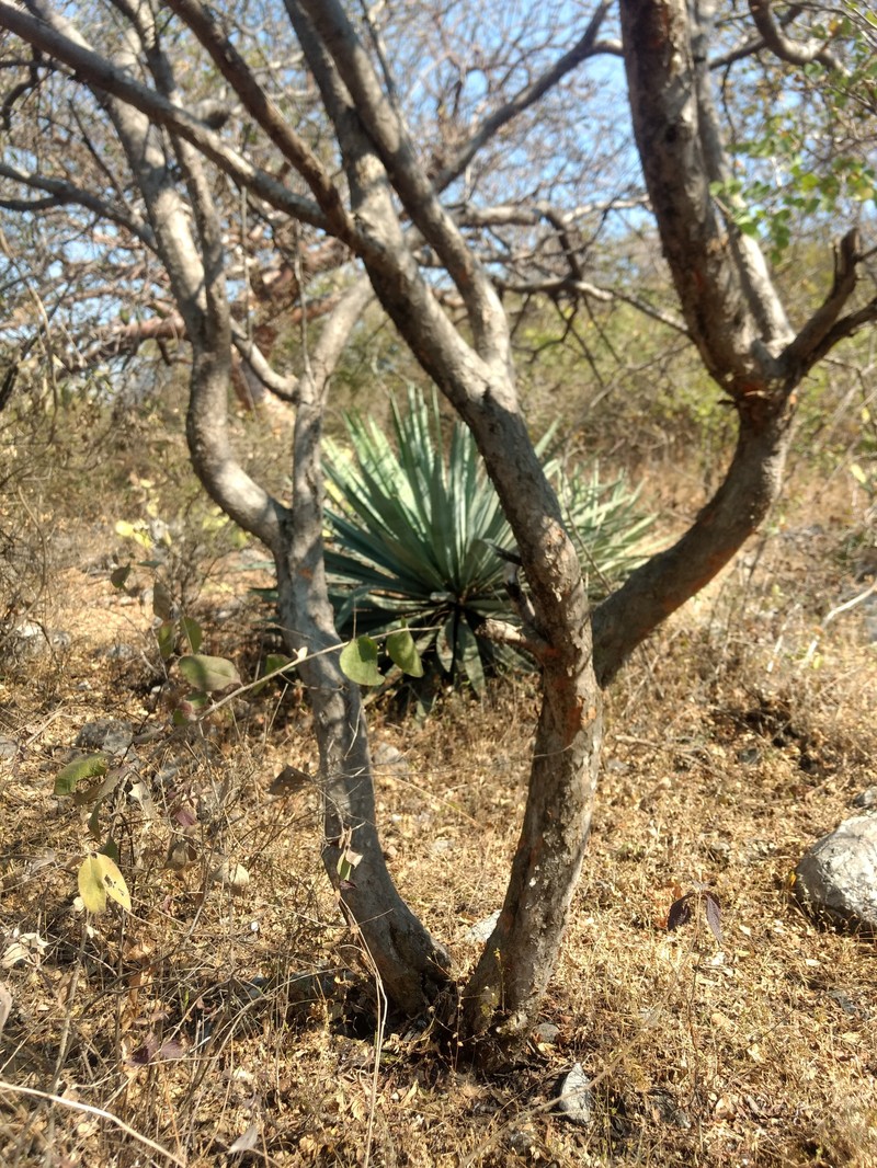 Agave collina photo 6