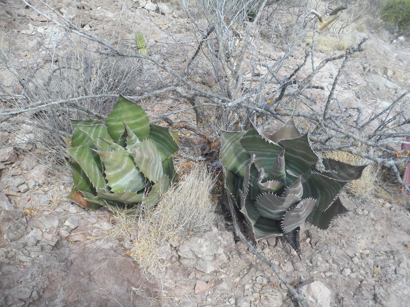 Agave colorata