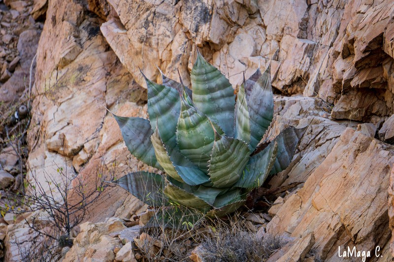 Agave colorata photo 2
