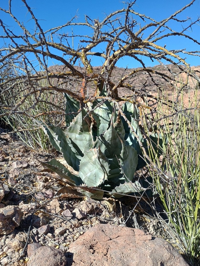 Agave colorata photo 3