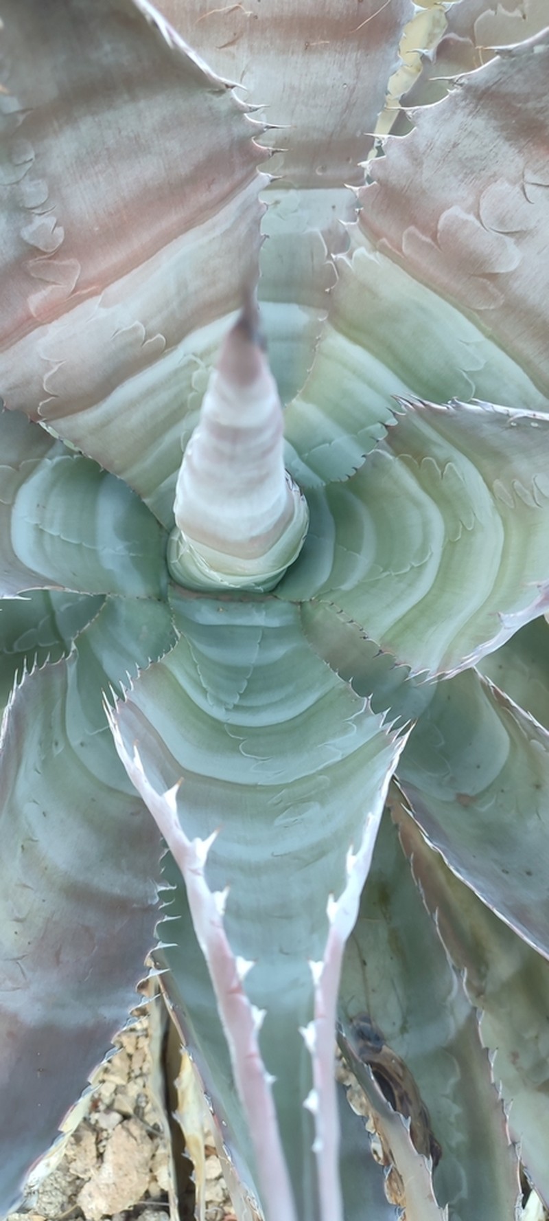 Agave colorata photo 4