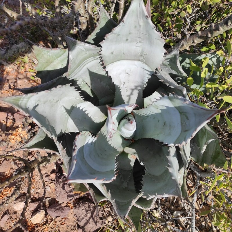Agave colorata photo 5