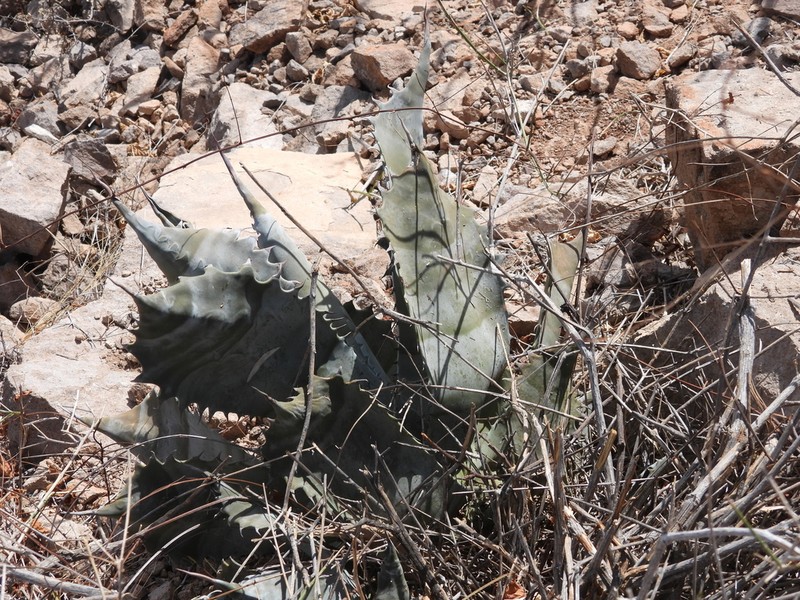 Agave colorata photo 6
