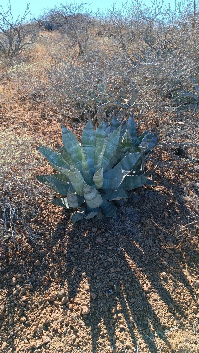 Agave colorata photo 7