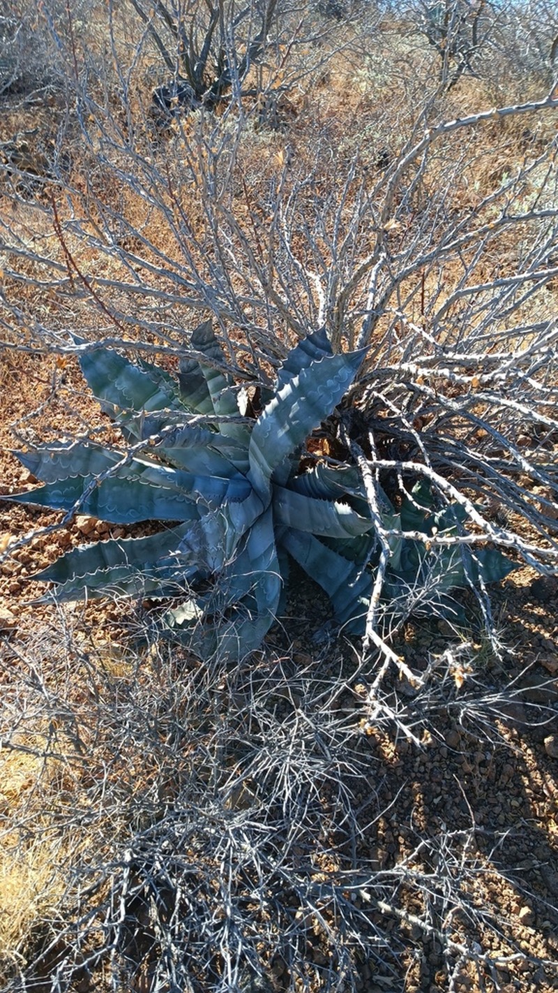 Agave colorata photo 8