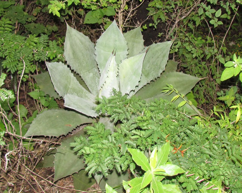 Agave congesta