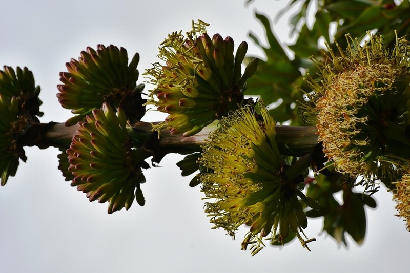 Agave congesta photo 2