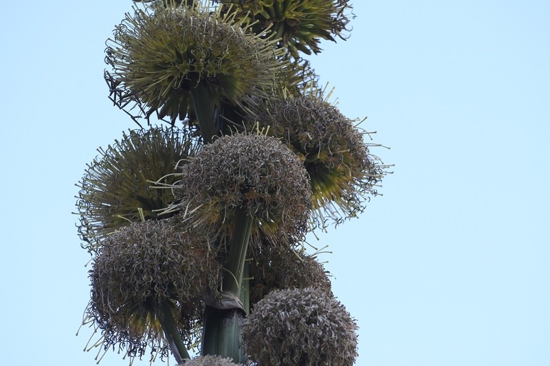 Agave congesta photo 3