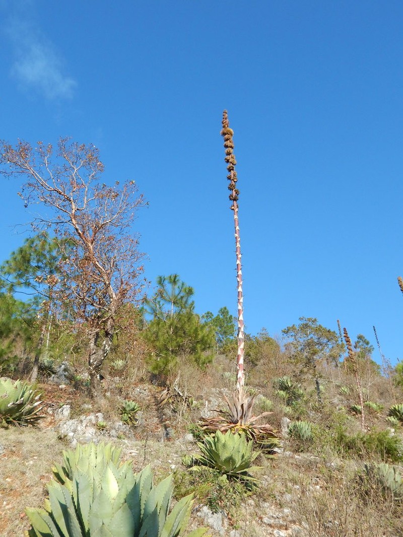 Agave congesta photo 4
