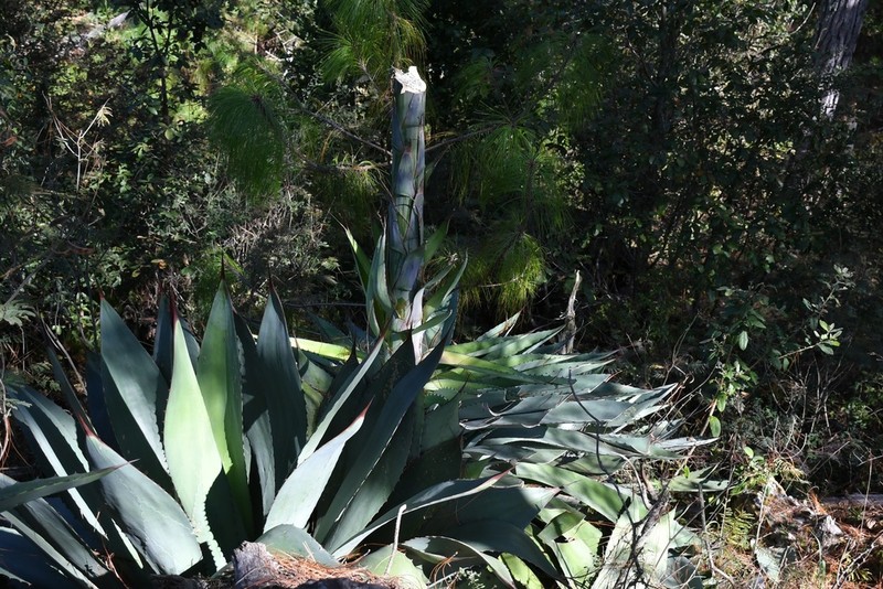 Agave congesta photo 5