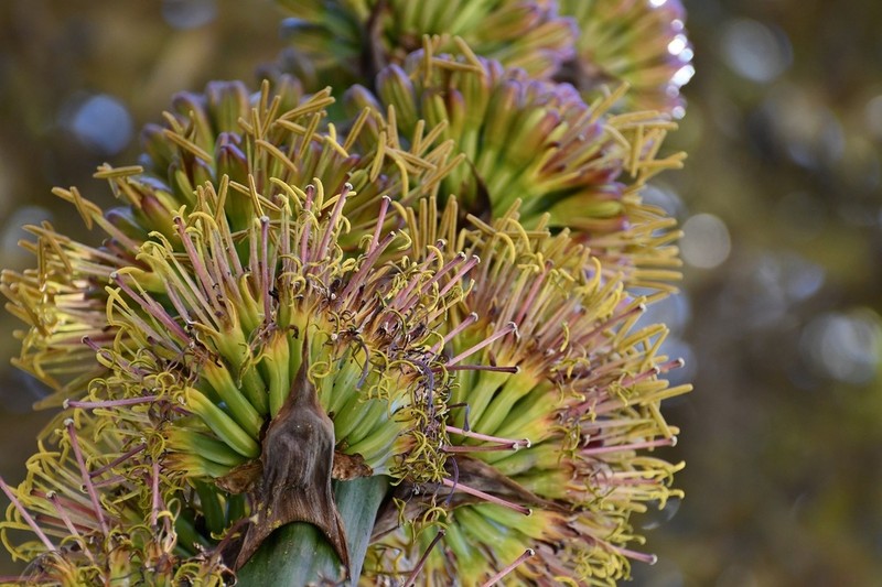 Agave congesta photo 6
