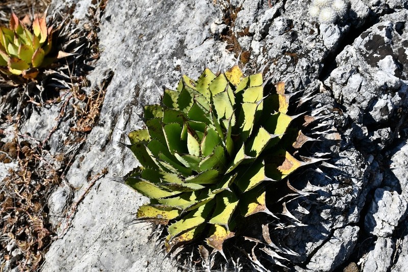 Agave congesta photo 7