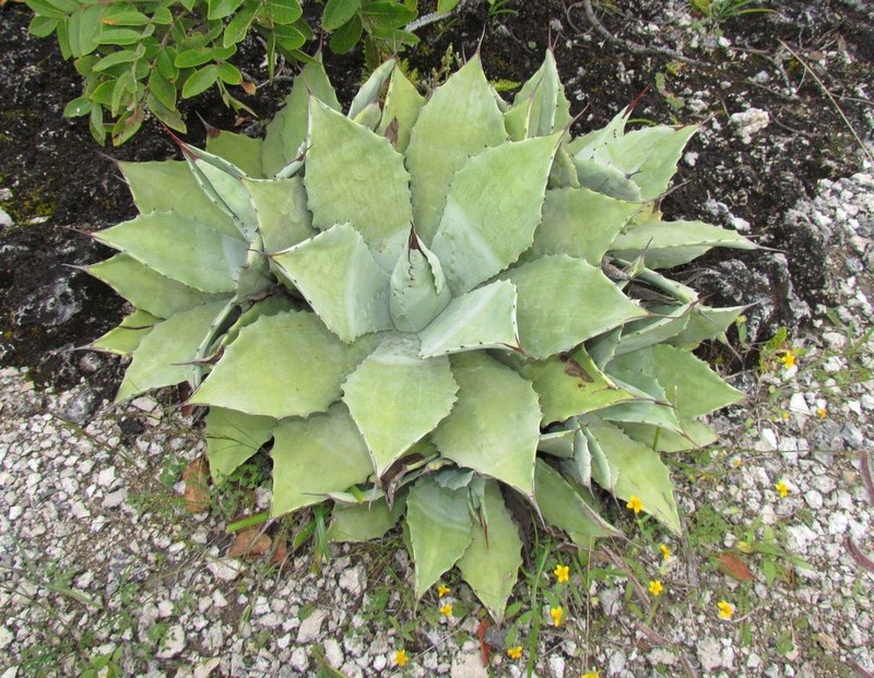 Agave congesta photo 8